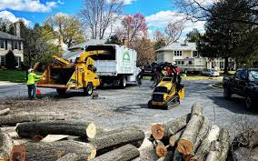 Best Lawn Disease Treatment  in Holiday Heights, NJ