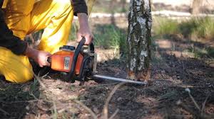 Best Tree Removal  in Holiday Heights, NJ