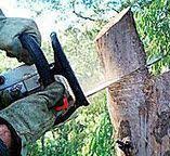 Best Tree Risk Assessment  in Holiday Heights, NJ