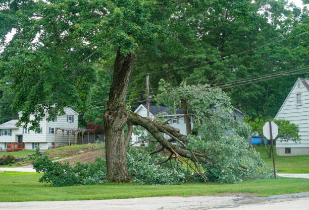 Best Hazardous Tree Removal  in Holiday Heights, NJ