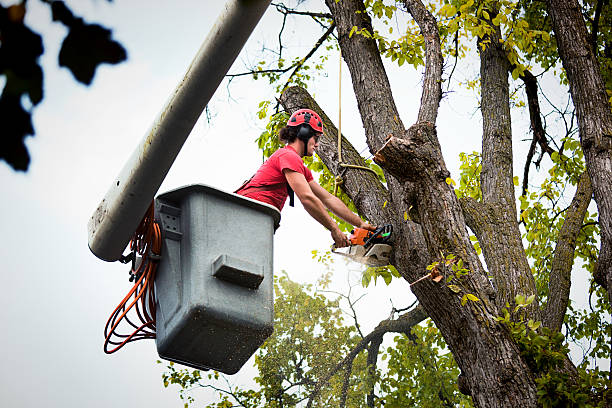 Best Stump Grinding and Removal  in Holiday Heights, NJ
